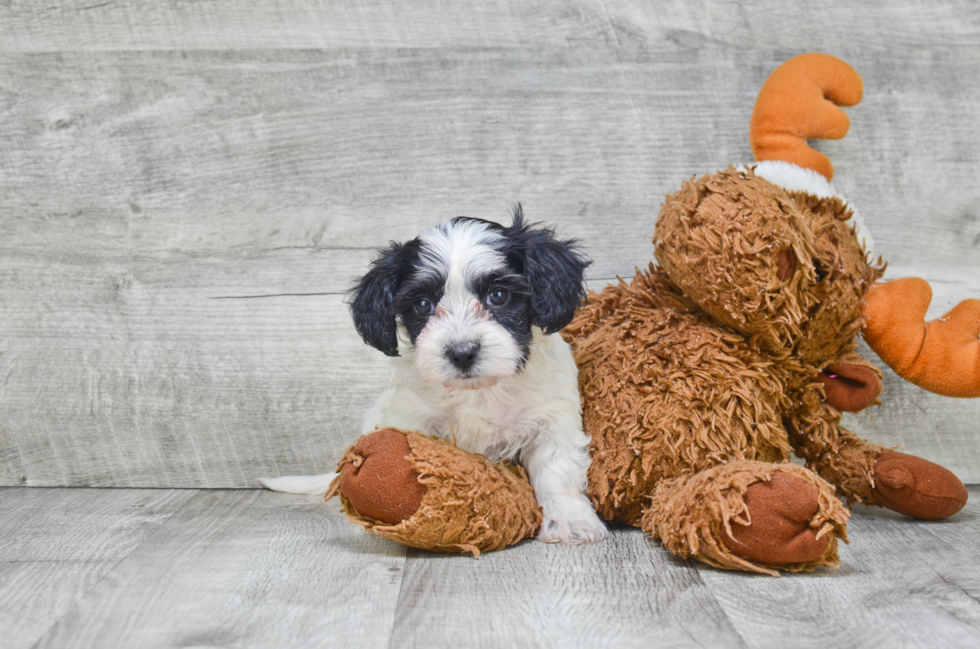 Happy Morkie Baby