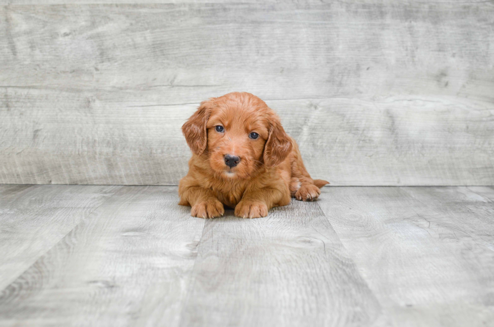 Playful Golden Retriever Poodle Mix Puppy