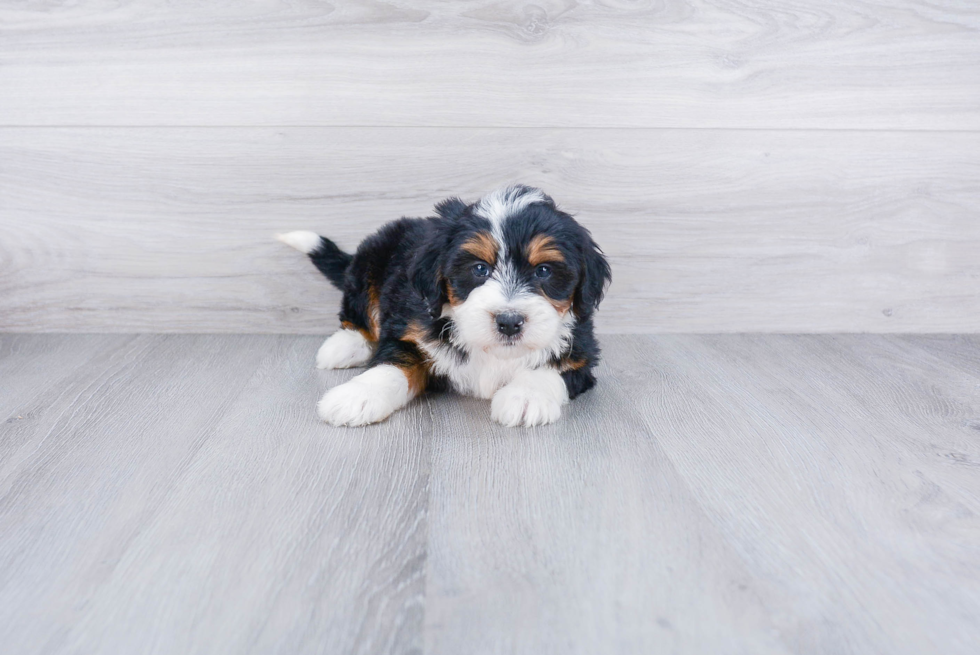 Sweet Mini Bernedoodle Baby