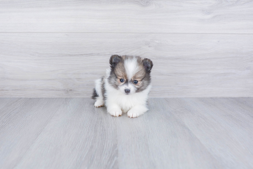 Happy Pomeranian Purebred Puppy