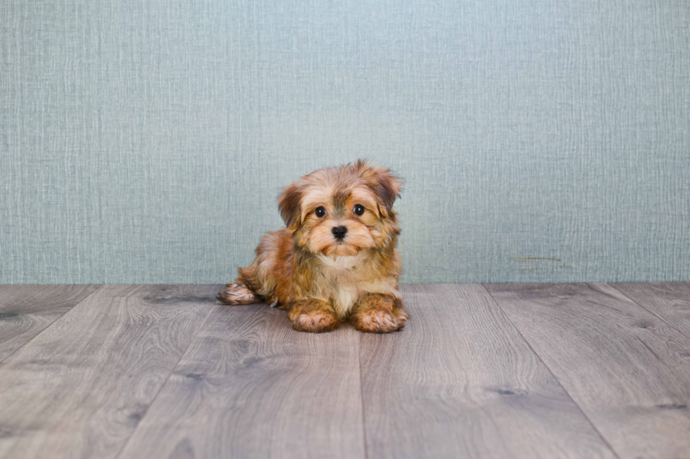 Energetic Yorkie Designer Puppy