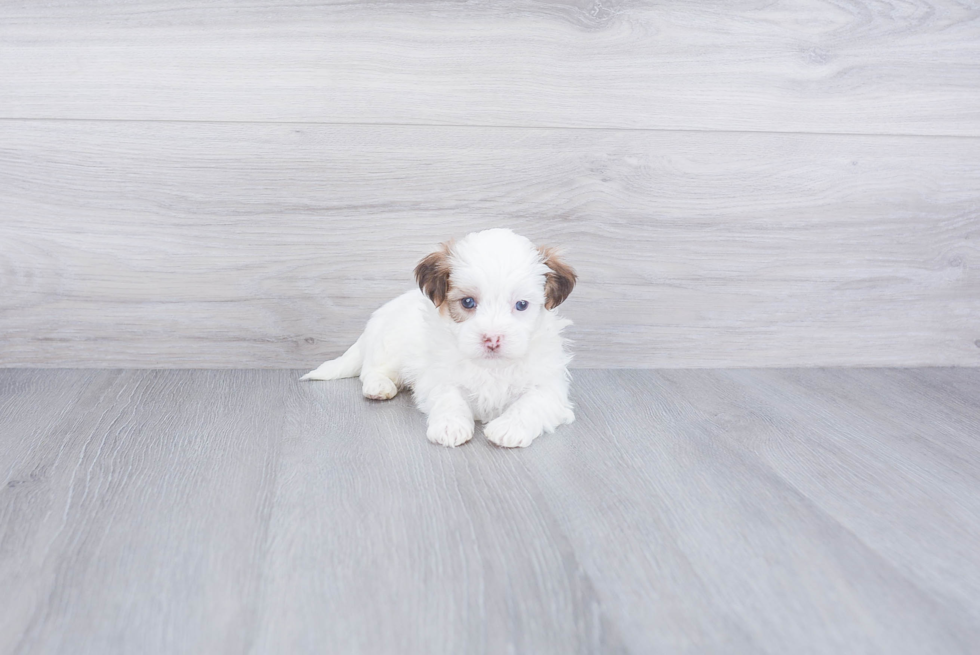 Adorable Shichon Designer Puppy