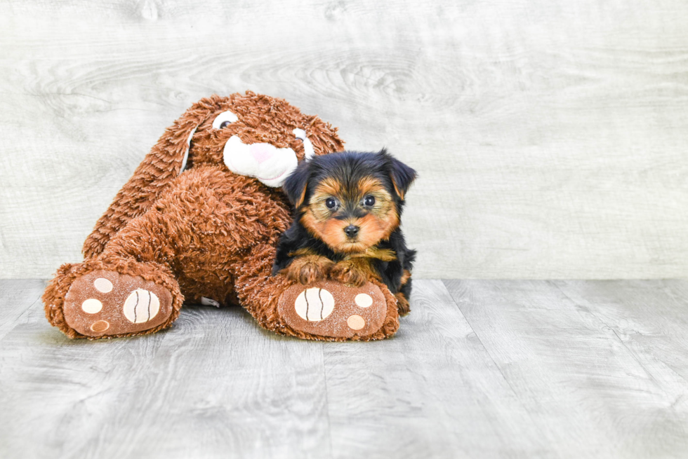 Meet Timmy - our Yorkshire Terrier Puppy Photo 