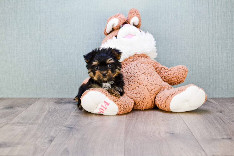 Morkie Pup Being Cute