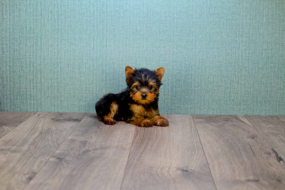 Meet Ronaldo - our Yorkshire Terrier Puppy Photo 