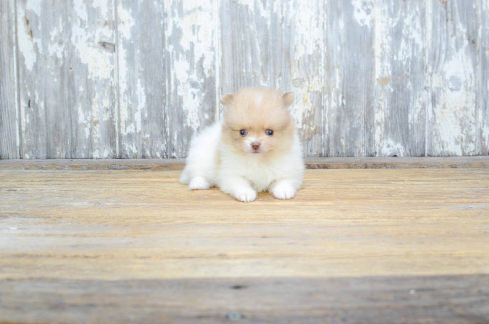 Smart Pomeranian Purebred Puppy