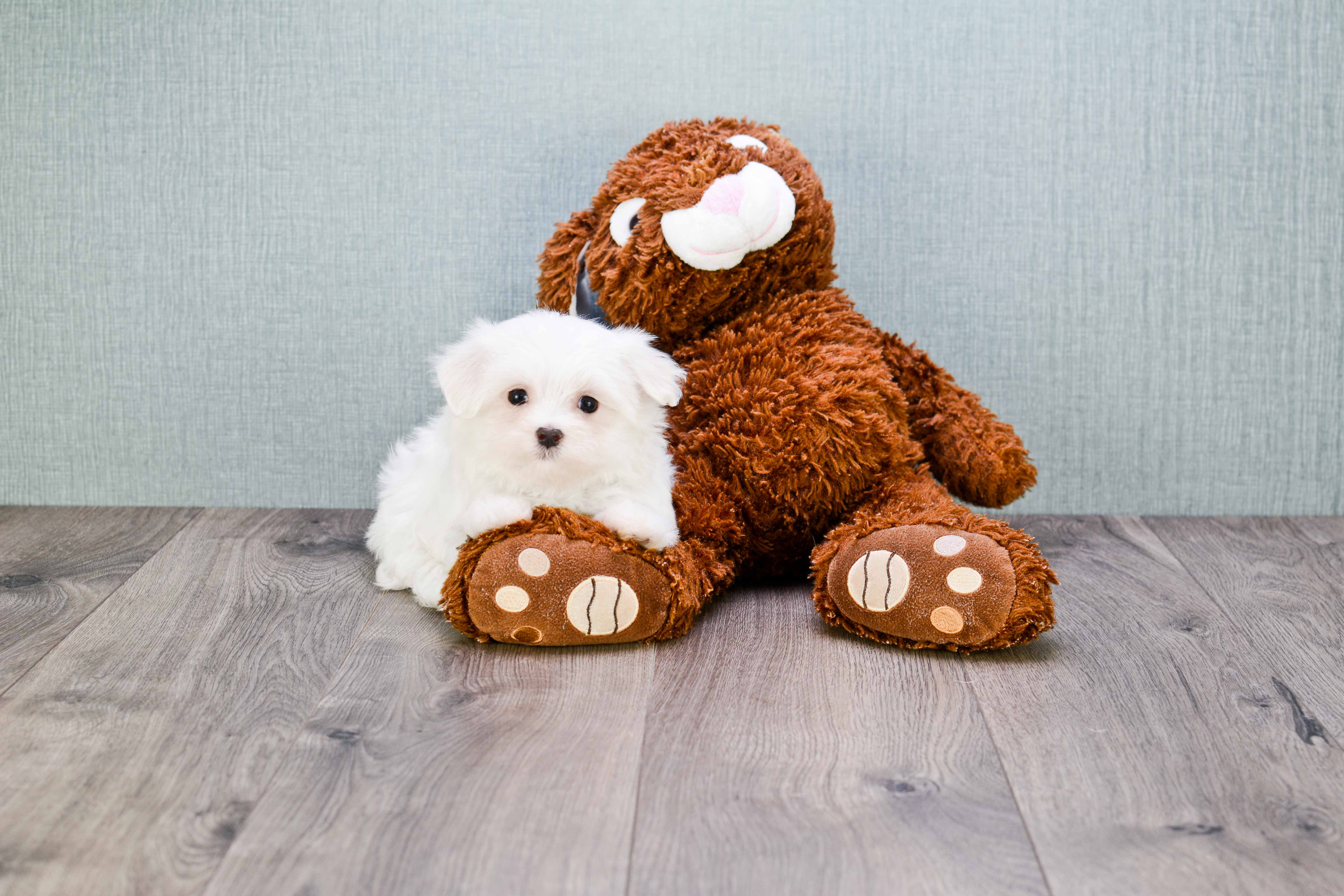 Friendly Maltese Purebred Pup