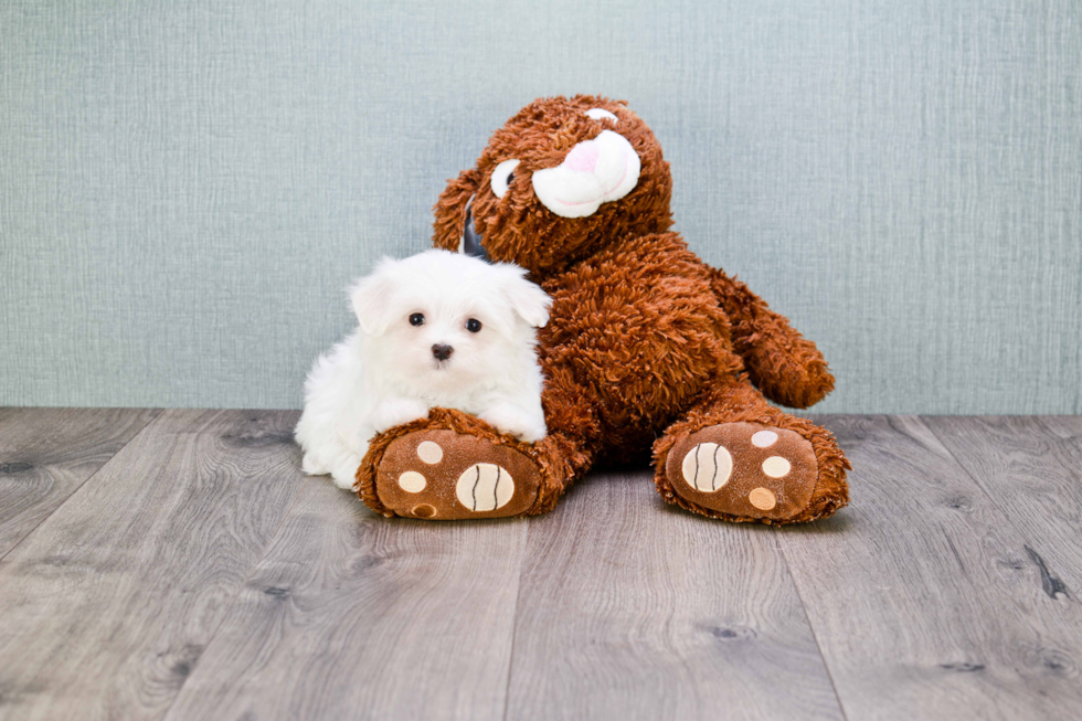 Friendly Maltese Purebred Pup