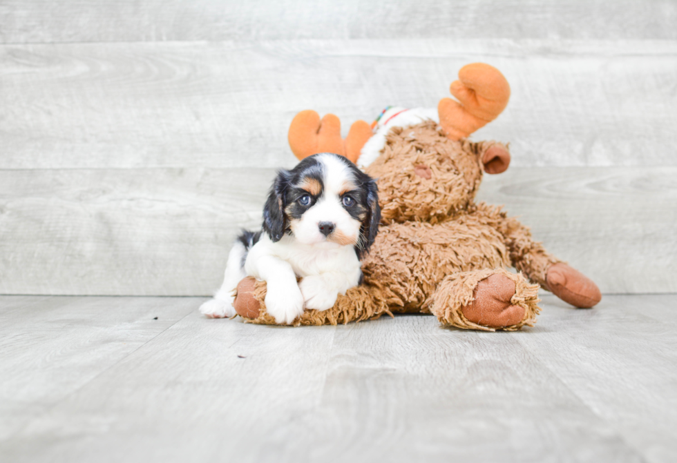 Cavalier King Charles Spaniel Pup Being Cute