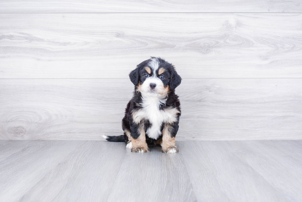 Cute Mini Bernedoodle Baby