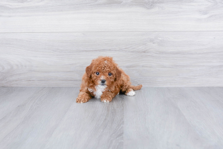 Sweet Cavapoo Baby