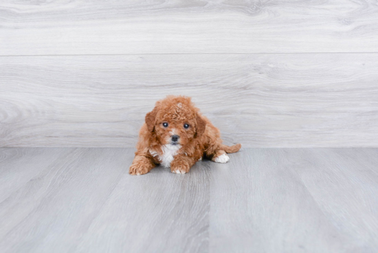 Sweet Cavapoo Baby