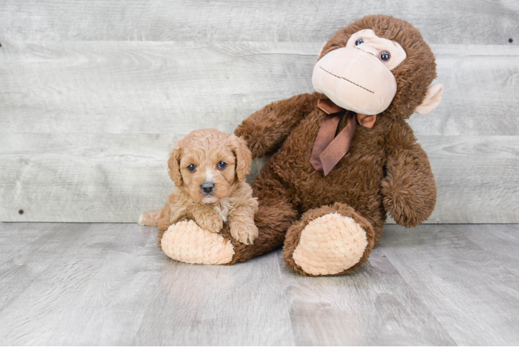 Cavapoo Puppy for Adoption