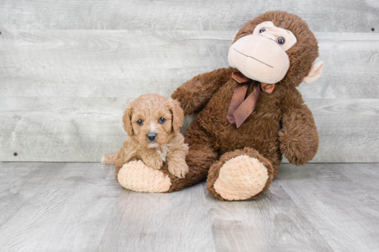 Cavapoo Puppy for Adoption