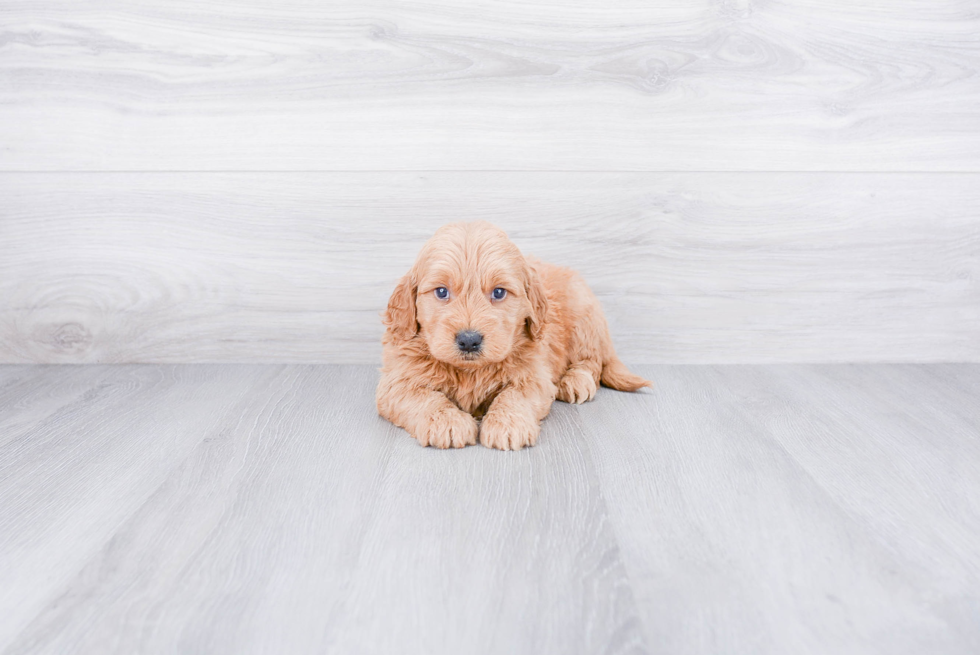 Mini Goldendoodle Puppy for Adoption