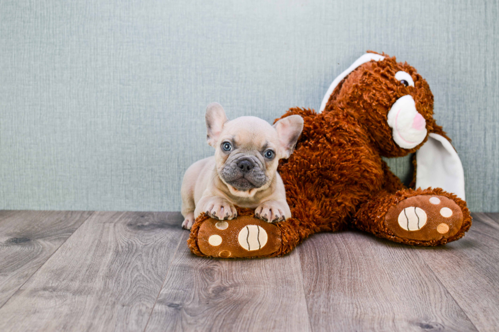 Best French Bulldog Baby