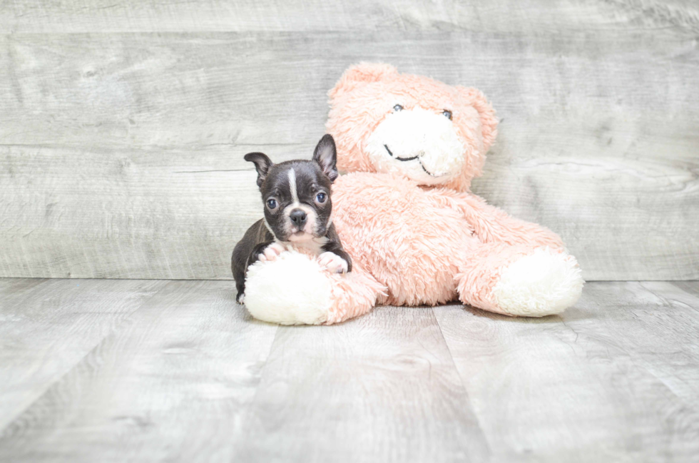 Petite Boston Terrier Purebred Puppy