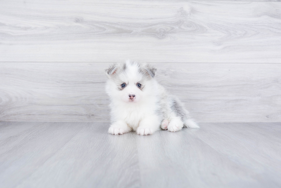 Pomsky Pup Being Cute