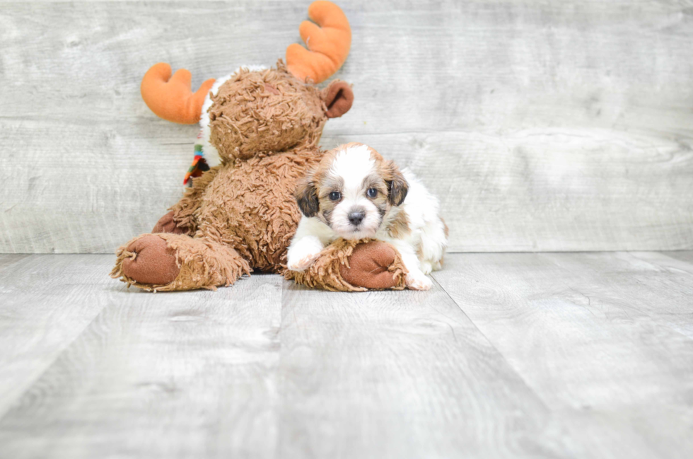 Friendly Teddy Bear Baby