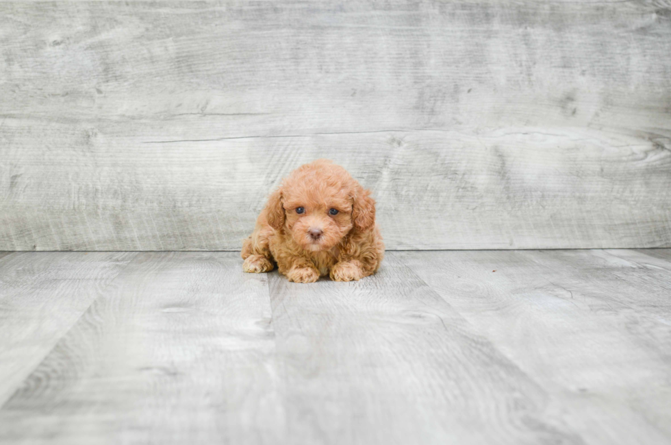 Poodle Puppy for Adoption