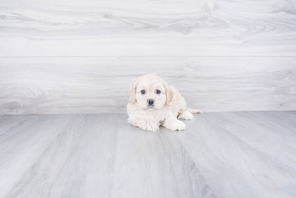 Funny Cockapoo Poodle Mix Pup