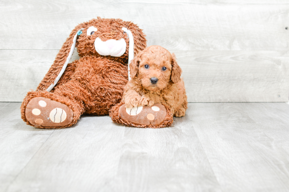 Sweet Cavapoo Baby