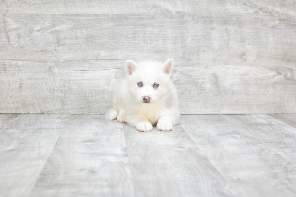 Hypoallergenic Mini Husky Designer Puppy