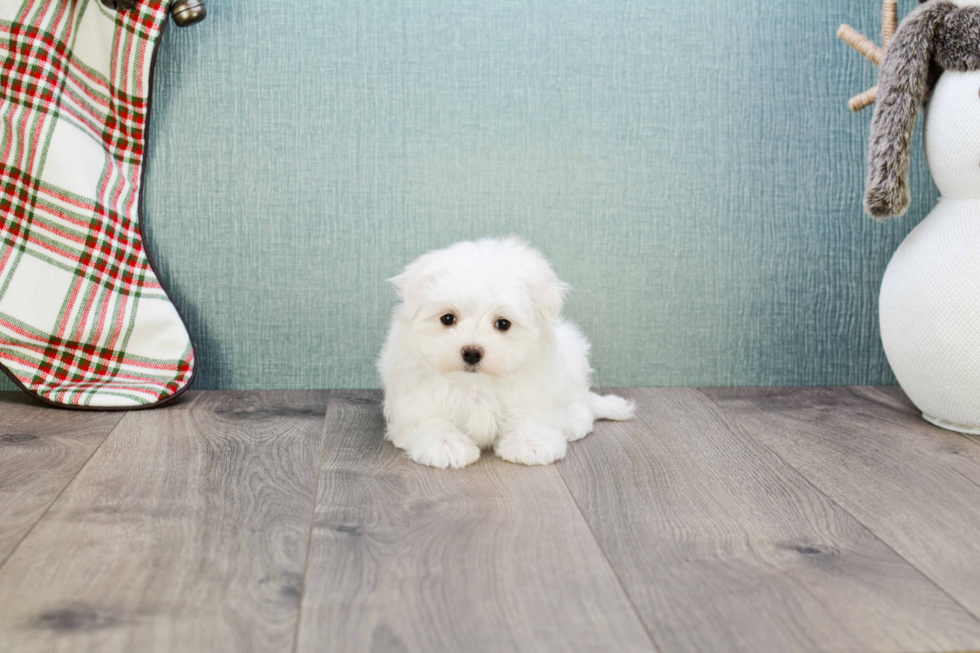 Energetic Maltese Purebred Puppy