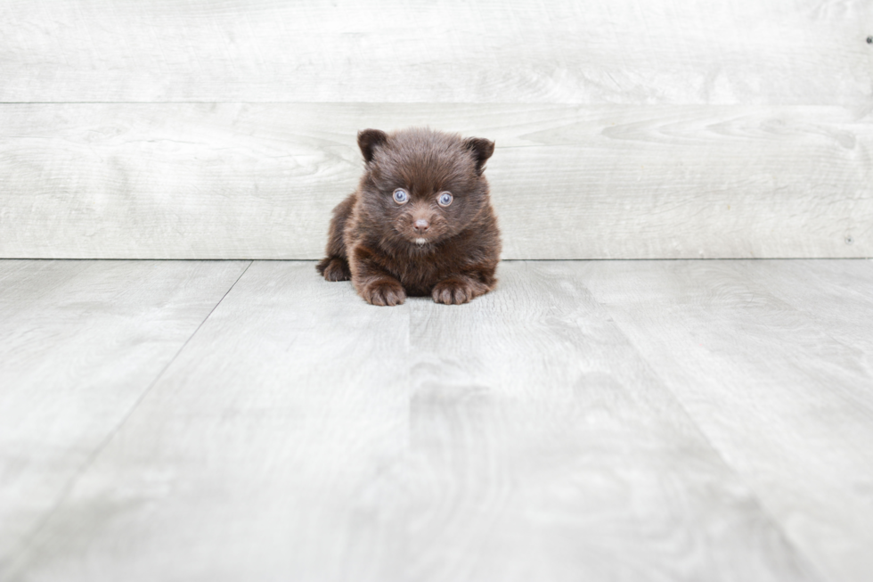 Pomeranian Puppy for Adoption