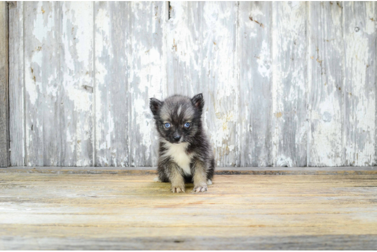 Energetic Mini Husky Designer Puppy