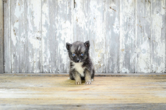 Energetic Mini Husky Designer Puppy