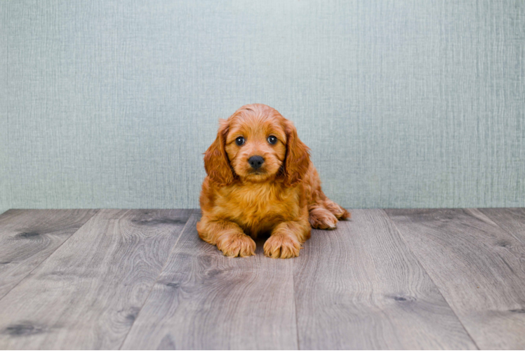 Petite Mini Goldendoodle Poodle Mix Pup