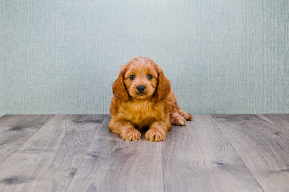 Petite Mini Goldendoodle Poodle Mix Pup