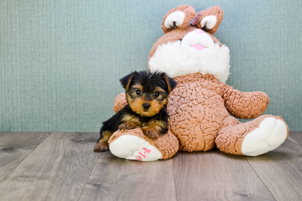 Meet Twinkle - our Yorkshire Terrier Puppy Photo 