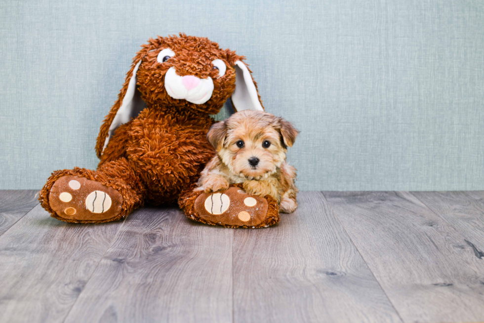 Playful Yorkie Designer Puppy