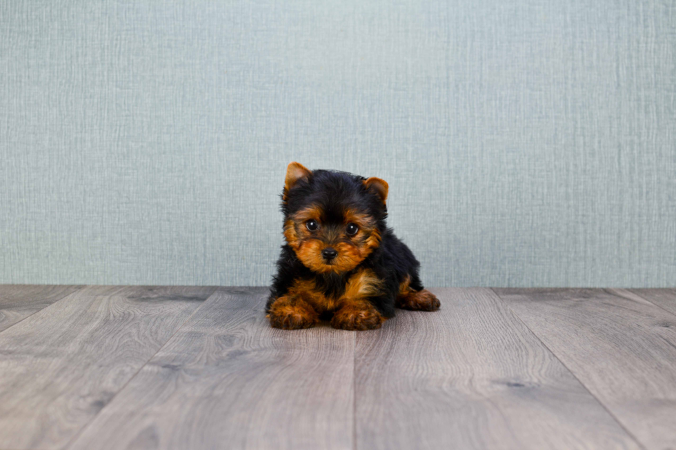 Meet Giselle - our Yorkshire Terrier Puppy Photo 