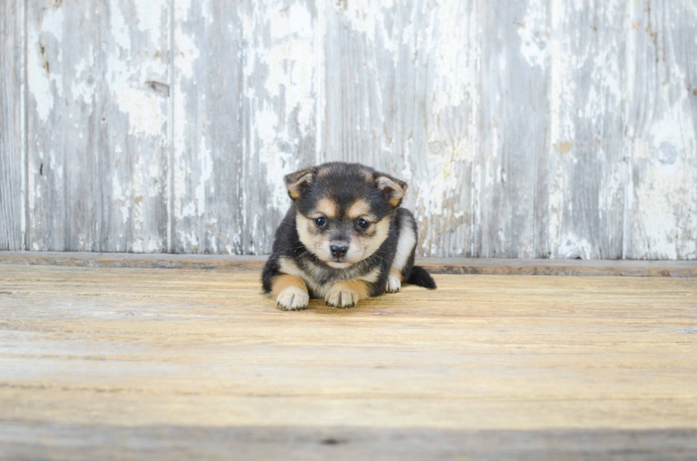 Akc Registered Pomeranian Purebred Pup