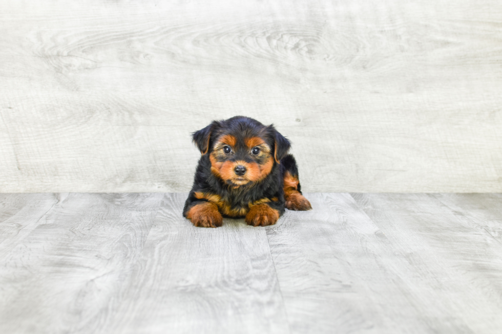 Meet Avery - our Yorkshire Terrier Puppy Photo 