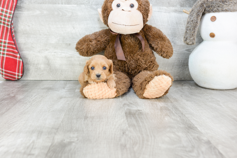 Cavapoo Puppy for Adoption