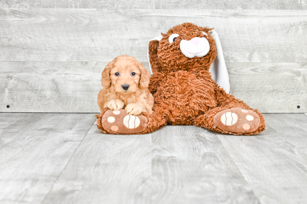 Best Mini Goldendoodle Baby