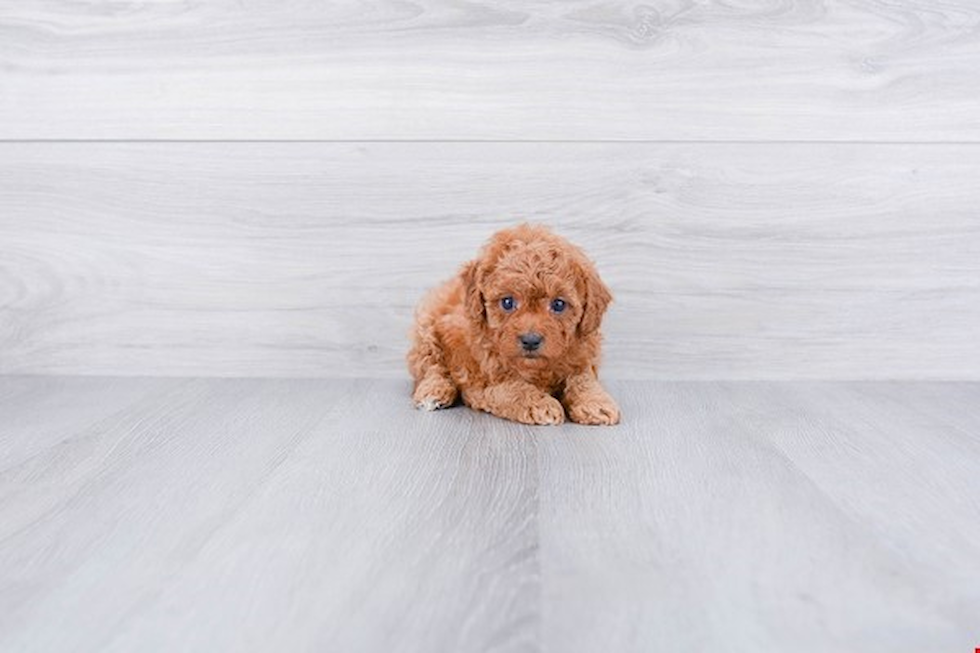 Cavapoo Pup Being Cute