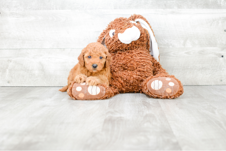 Hypoallergenic Golden Retriever Poodle Mix Puppy