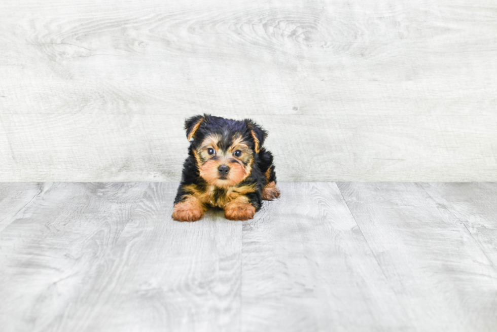 Meet Timmy - our Yorkshire Terrier Puppy Photo 