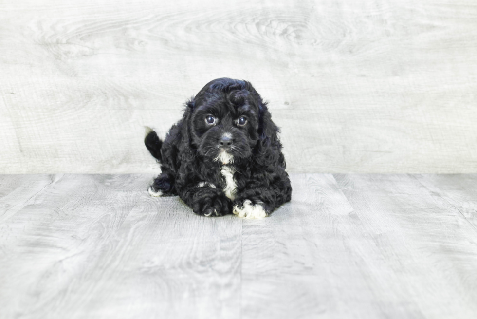 Cavapoo Pup Being Cute