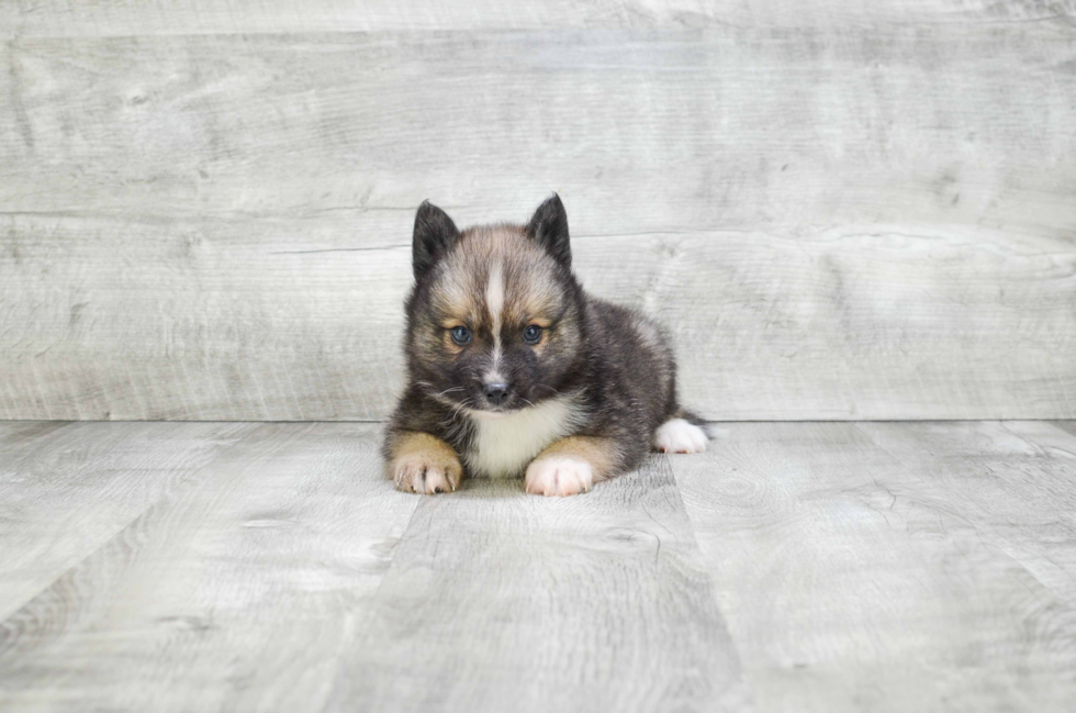 Best Pomsky Baby