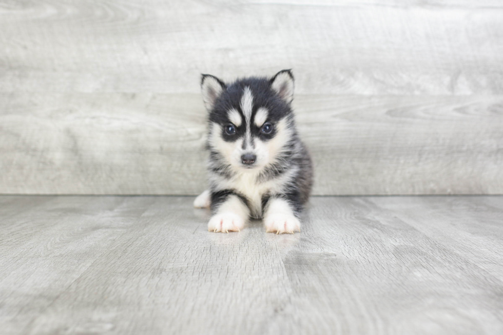 Fluffy Pomsky Designer Pup