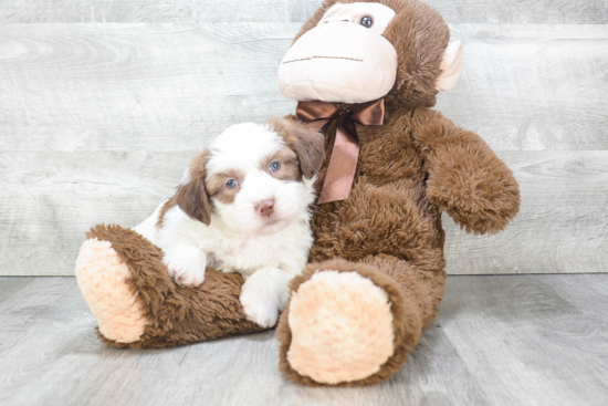 Teddy Bear Pup Being Cute