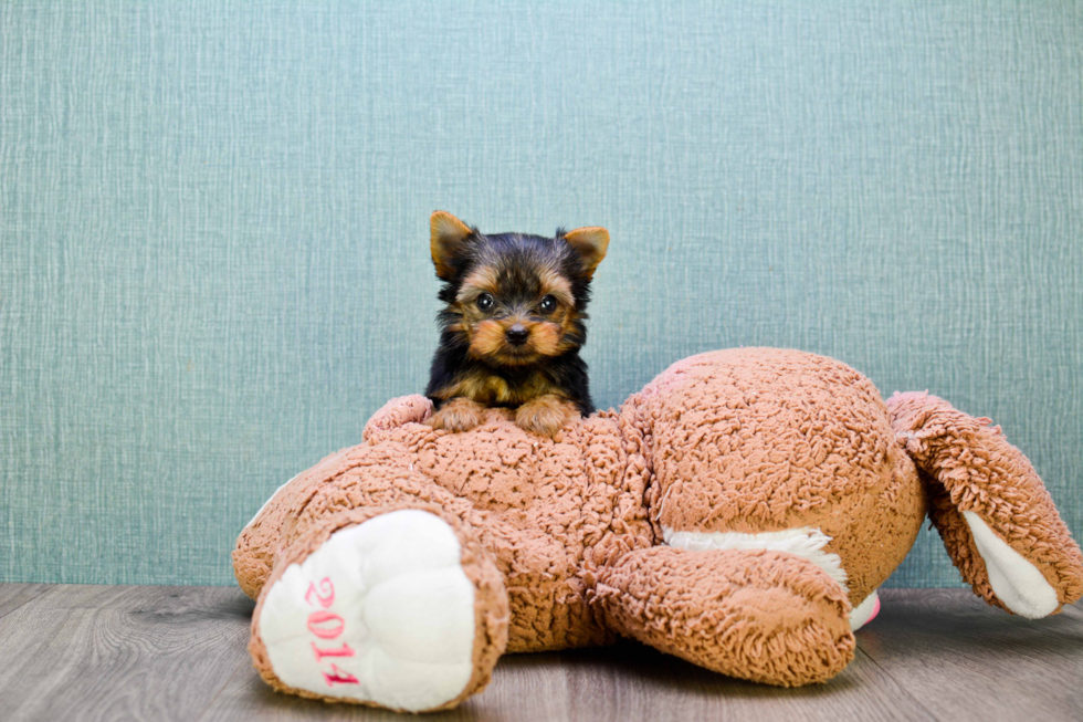 Meet Goldie - our Yorkshire Terrier Puppy Photo 