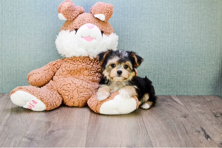 Cute Morkie Baby