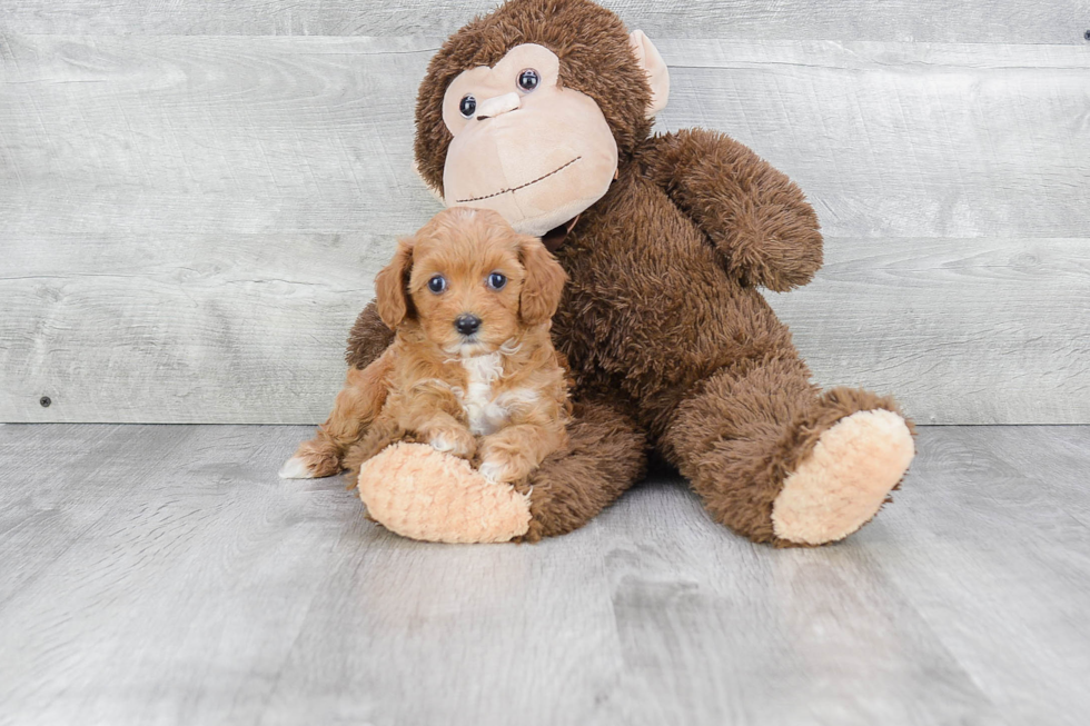 Energetic Cavoodle Poodle Mix Puppy
